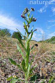 Attēlu rezultāti vaicājumam “Cynoglossum officinale flower”