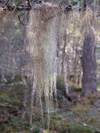 Attēlu rezultāti vaicājumam “Bryoria capillaris”