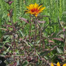 Image result for Heliopsis scabra