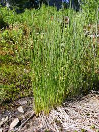 Attēlu rezultāti vaicājumam “Juncus filiformis”