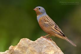 Image result for Emberiza caesia