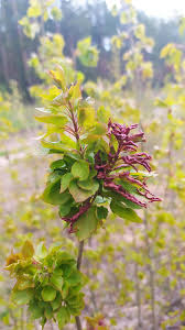 Attēlu rezultāti vaicājumam “Thecabius affinis”