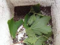 Attēlu rezultāti vaicājumam “Euura acutifoliae”