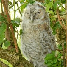 Image result for Clyde Valley Predators