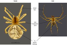 Attēlu rezultāti vaicājumam “Theridiidae”