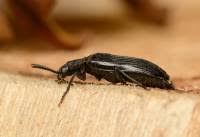 Attēlu rezultāti vaicājumam “Melandrya dubia”