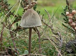 Attēlu rezultāti vaicājumam “Panaeolus papilionaceus”