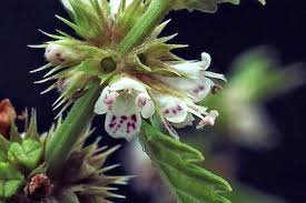 Attēlu rezultāti vaicājumam “Lycopus europaeus flower”