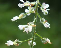 Attēlu rezultāti vaicājumam “Circaea lutetiana”