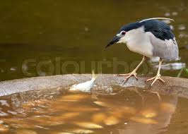 Attēlu rezultāti vaicājumam “Nycticorax nycticorax adult”