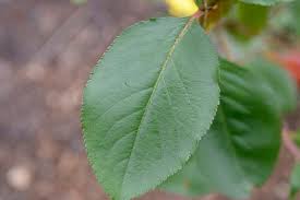 Attēlu rezultāti vaicājumam “Aronia melanocarpa leaf”