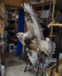 Attēlu rezultāti vaicājumam “Buteo lagopus adult”