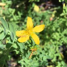 Image result for Hypericum perforatum