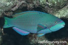 Image result for Scarus fuscopurpureus