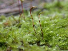 Attēlu rezultāti vaicājumam “Bryoerythrophyllum recurvirostrum sporophyte”