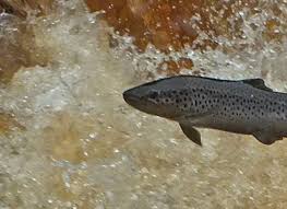 Image result for Annbank Angling Club