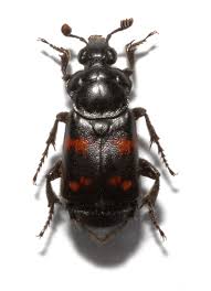Attēlu rezultāti vaicājumam “Silphidae”