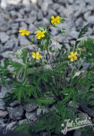 Attēlu rezultāti vaicājumam “Potentilla argentea”