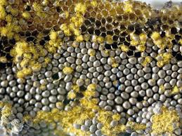 Attēlu rezultāti vaicājumam “Trichia alpina”