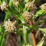 Attēlu rezultāti vaicājumam “Petasites spurius”