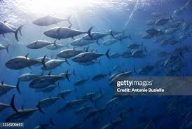 Image result for Thunnus thynnus