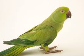 Image result for Psittacula krameri