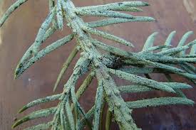 Attēlu rezultāti vaicājumam “Fellhanera subtilis”