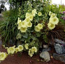 Image result for Alcea rugosa