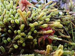 Attēlu rezultāti vaicājumam “Paludella squarrosa sporophyte”