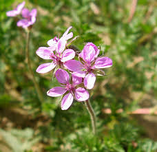 Attēlu rezultāti vaicājumam “xComagaria rosea  flower”