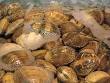 Clam - Wikipedia, the free encyclopedia