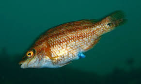 Image result for Symphodus bailloni