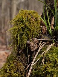 Attēlu rezultāti vaicājumam “Calliergonella lindbergii”