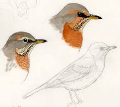 Image result for Turdus ruficollis