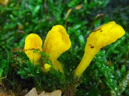 Attēlu rezultāti vaicājumam “Calocera glossoides”