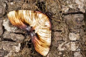 Attēlu rezultāti vaicājumam “Plagodis dolabraria”