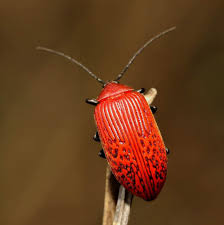 Attēlu rezultāti vaicājumam “Alleculidae”