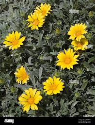 Attēlu rezultāti vaicājumam “Asteraceae”