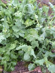 Image result for Raphanus sativus ssp. Oleiformes