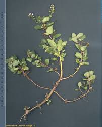 Attēlu rezultāti vaicājumam “Veronica beccabunga”