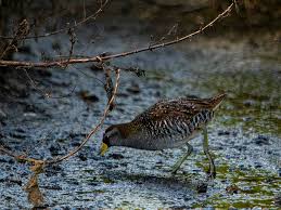 Image result for Porzana carolina