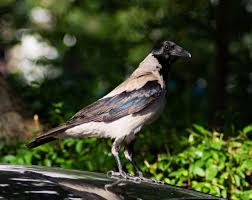 Attēlu rezultāti vaicājumam “Corvus cornix”