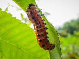 Attēlu rezultāti vaicājumam “Argidae larva”