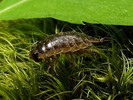 Attēlu rezultāti vaicājumam “Ligidium hypnorum”