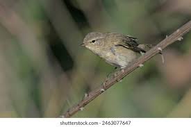 Image result for Phylloscopus orientalis