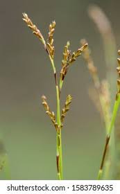 Attēlu rezultāti vaicājumam “Carex digitata bud”