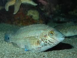 Image result for Symphodus melops