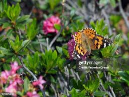 Attēlu rezultāti vaicājumam “Clossiana selene underside”
