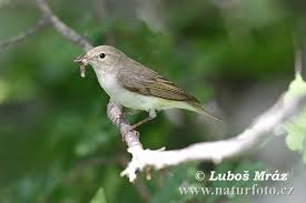 Image result for Phylloscopus orientalis