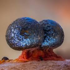 Attēlu rezultāti vaicājumam “Physarum psittacinum”